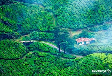 Bookmytripholidays Munnar tour pacckages